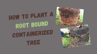 Rootball Shaving How to Plant Root Bound Container Trees [upl. by Rye622]