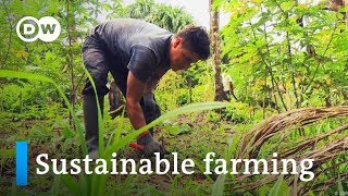 Peru Sustainable farming in the rainforest  Global Ideas [upl. by Uphemia]