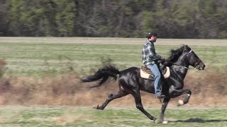 SOLD Champion Single Footing Speed Racking Stallion Touchdown and Jacob Parks [upl. by Ainav]