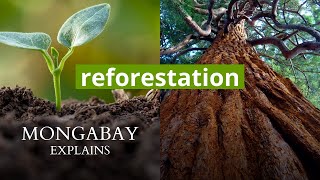 What is reforestation  Mongabay Explains [upl. by Crist]