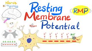 Resting Membrane Potential RMP  Nerve Physiology [upl. by Hedi473]