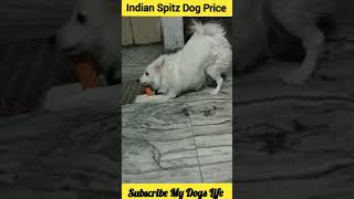 Indian Spitz Dog Price shorts dog [upl. by Margarita]