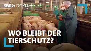 Schweine vom Fließband  Bleibt der Tierschutz auf der Strecke  SWR Doku [upl. by Yasdnil803]