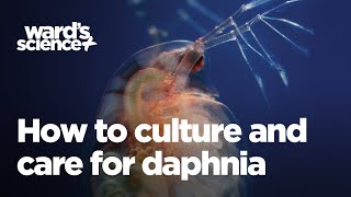 Caring and Culturing for Daphnia [upl. by Neehsas]