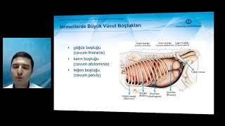 TEMEL VETERİNER ANATOMİ  Ünite 1 Özet [upl. by Kort]