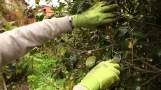 Lindsey Jones  Camellias  A Pruning Tutorial [upl. by Lockhart277]