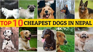 Top 10 Cheapest Dogs in Nepal  Low Budget Dog in Nepal [upl. by Leeland]