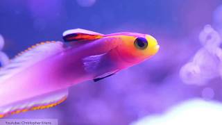 10 Unusual Fish With Beautiful Color Patterns [upl. by Ynar]