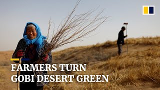 Chinese farmers fight desertification in Gobi Desert [upl. by Babette739]