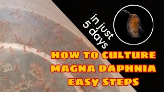 How to Culture Magna Daphnia Easily [upl. by Airekal215]