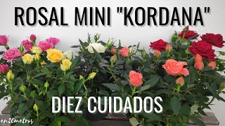 DIEZ CUIDADOS PARA ROSALES MINI quotKORDANAquot cómo cuidar tus rosas para tener más flores  en20metros [upl. by Nwahsirhc]