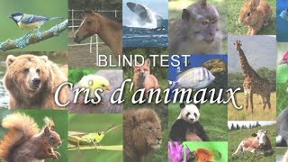 BLIND TEST  Cris danimaux [upl. by Albright]