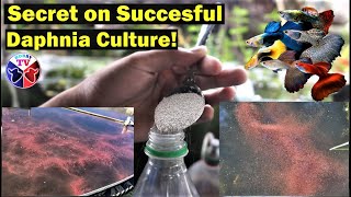 How to Culture Daphnia Successfully [upl. by Lehcin]