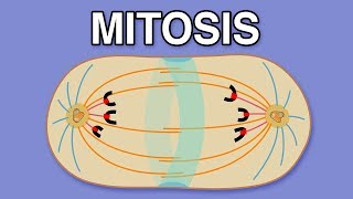 MITOSIS CYTOKINESIS AND THE CELL CYCLE [upl. by Carlos]