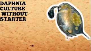 HOW TO CULTURE DAPHNIA NATURALLY WITHOUT A STARTER [upl. by Airdnax]