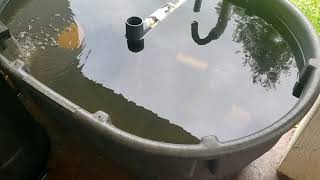 How I Started Raising Tilapia and Catfish  Small Scale Aquaculture [upl. by Photima]