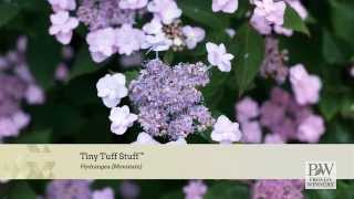 Variety Introduction Tiny Tuff Stuff™ [upl. by Ilrebmyk]