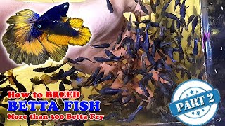 Part 2  How To Betta Fish Breeding  More Than 300 Betta Fry Mustard Gas Rose Tail Halfmoon [upl. by Aslam]