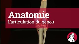 Anatomie Larticulation du genou [upl. by Eninej]