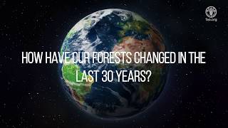 How have forests changed in the last 30 years The Global Forest Resources Assessment 2020 [upl. by Hafler]