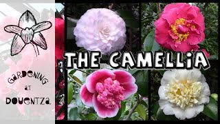 Growing Camellias  the most breathtaking varieties [upl. by Catlaina]