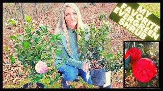 How To Grow Camellias  Camellia Japonica vs Sasanqua [upl. by Nader]