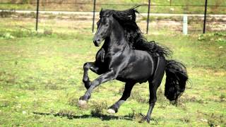 WORLD FAMOUS FRIESIAN STALLION [upl. by Dnesnwot]