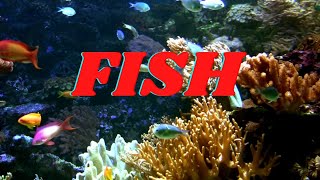 FISH  All About Fish Facts for KIds [upl. by Eibob816]