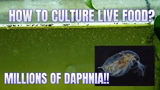 How to Culture Daphnia Secret Method to Breed MILLIONS  Simply Aquatic [upl. by Bodrogi]