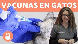 VACUNAR GATOS ¿Cómo y Cada Cuánto 🐱 Consejos Veterinarios [upl. by Gnouv535]