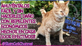 Cómo Ahuyentar Gatos De Tu Jardín Huerto Cochera etc FÁCIL ECONÓMICO y SIN LASTIMARLOS [upl. by Ollayos321]