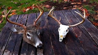 DIY European Mount for Deer WHITE Skull [upl. by Ahtiekal]