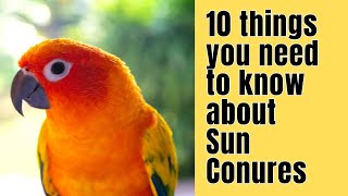 10 Things you NEED to know about SUN CONURES [upl. by Olds]