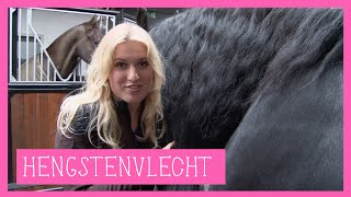 Hengstenvlecht  PaardenpraatTV [upl. by Yrelav426]