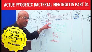 Acute Pyogenic Bacterial Meningitis Part 1 🩺 [upl. by Maurreen]