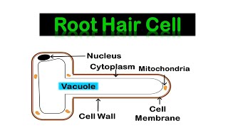 ROOT HAIR CELL amp Transport in plants [upl. by Erinna]