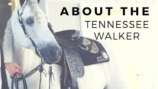 About The Tennessee Walker  Gaited Horse Breeds  DiscoverTheHorse [upl. by Georglana]