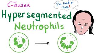 Neutrophil Extracellular Trap [upl. by Asilanom]