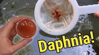 How I Culture Daphnia In Outdoor Tubs [upl. by Atwater739]