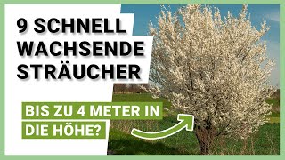 9 schnell wachsende Sträucher für mehr Privatsphäre im Garten [upl. by Naujek]