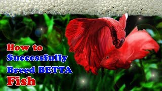 How to Breed Betta Fish  Breeding Over Halfmoon Betta [upl. by Ahsenak]