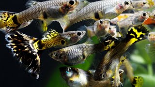 What are the Best Fish to Breed​  Secrets of Breeding Fish For Profit Part 1 [upl. by Sclater]