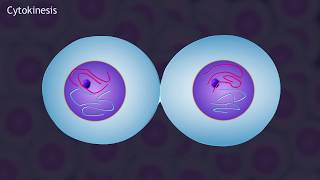 Mitosis and the Cell Cycle Animation [upl. by Enayd]