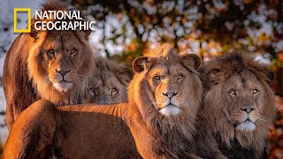 Africas Hunters  Lion Pride Documentary  National Geographic Full HD 2023 [upl. by Isoj]