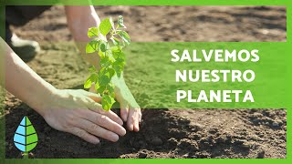 Qué es la REFORESTACIÓN y su IMPORTANCIA 🌲🌳 ¿Cómo podemos ayudar 🌏 [upl. by Yreved]