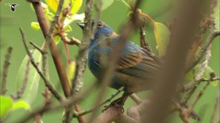 Molting Indigo Bunting [upl. by Yecram]