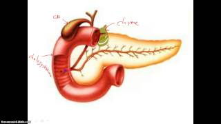 Digestion in Duodenum [upl. by Pardoes]