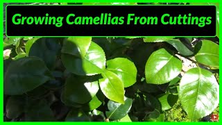 How to Grow  Propagate Camellias from Cuttings [upl. by Samid]