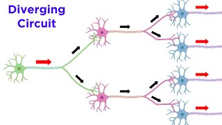 Neuronal Pools and Neural Processing [upl. by Nnave]