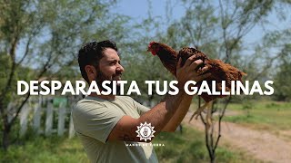 3 Formas Efectivas Para DESPARASITAR A TUS GALLINAS tips gallinasmanos de tierra [upl. by Olly801]